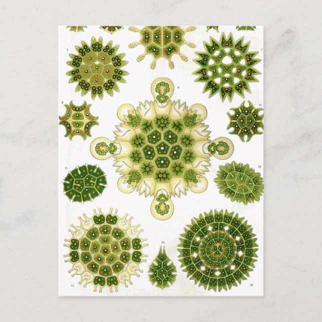 Ernst Haeckel Melethallia Vykort (Framsida)