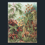 Ernst Haeckel Moss Naturtryck Mörk Akademi Poster<br><div class="desc">Förhöj din miljö med detta Ernst Haeckel Moss Nature Print, ett mästerverk inom Dark Academia och maximalistisk inredning. Ursprungligen med i den klassiska boken "Kunstformen der Natur" från 1904, visar denna intrikata illustration den mångfaldiga och andra världsliga skönheten hos Muscinae (mossor). De frodiga gröna, jordiga röda och detaljerade vetenskapliga precisionen...</div>