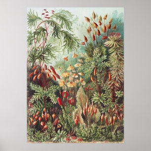 Ernst Haeckel Moss Naturtryck Mörk Akademi Poster