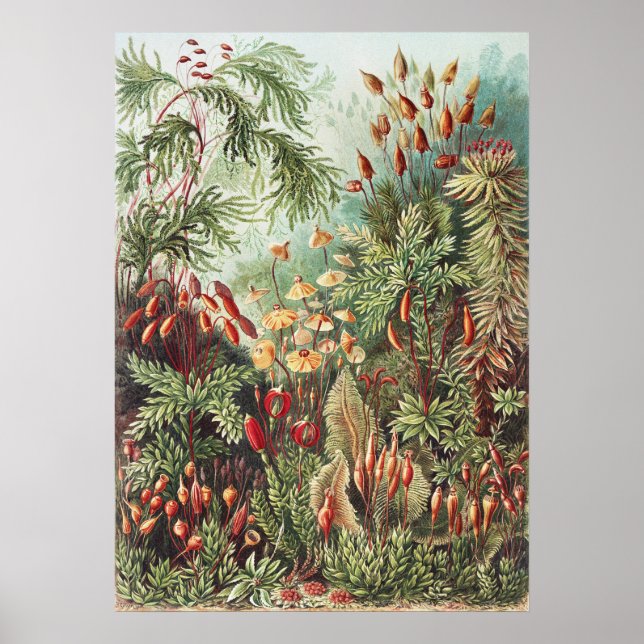 Ernst Haeckel Moss Naturtryck Mörk Akademi Poster (Framsidan)