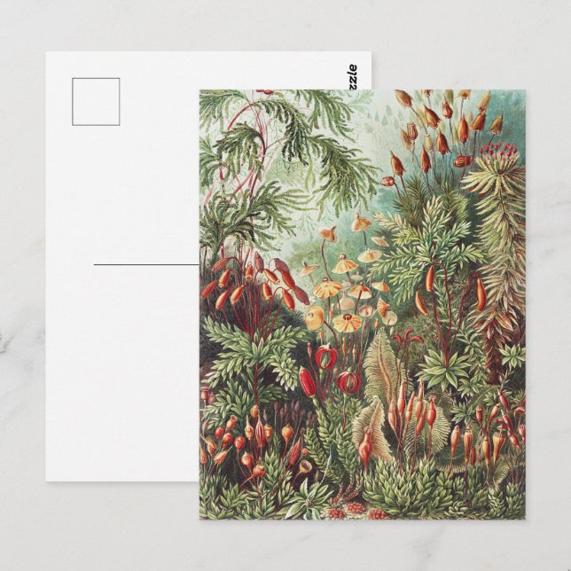 Ernst Haeckel Moss Naturtryck Mörk Akademi Vykort (Fram/baksida)