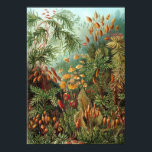 Ernst Haeckel - Muscinae Poster<br><div class="desc">Ernst Haeckel - Muscinae</div>