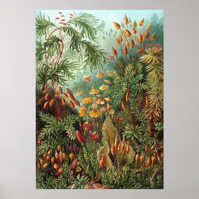 Ernst Haeckel - Muscinae Poster (Framsidan)