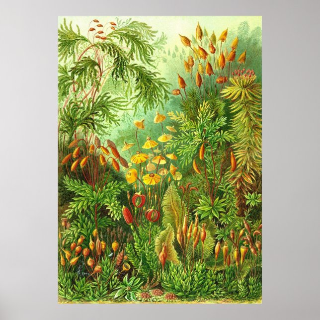 Ernst Haeckel - Muscinae Poster (Framsidan)