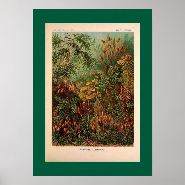 Ernst Haeckel Muscinae vintage illustration Poster (Framsidan)
