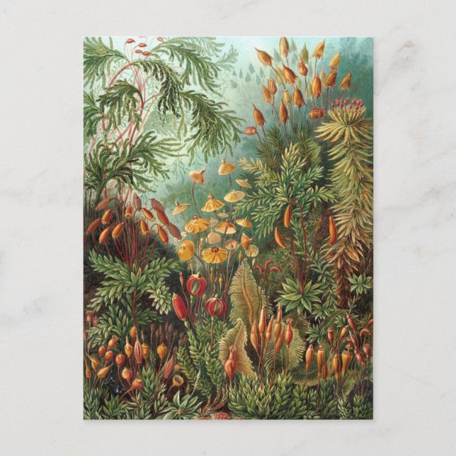 Ernst Haeckel - Muscinae Vykort (Framsida)