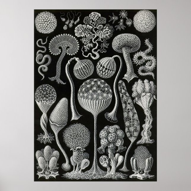 Ernst Haeckel - Mycetozoa Poster (Framsidan)