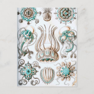 Ernst Haeckel Narcomedusae jellyfish! Vykort