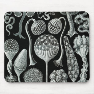 Ernst Haeckel Naturalista Musmatta