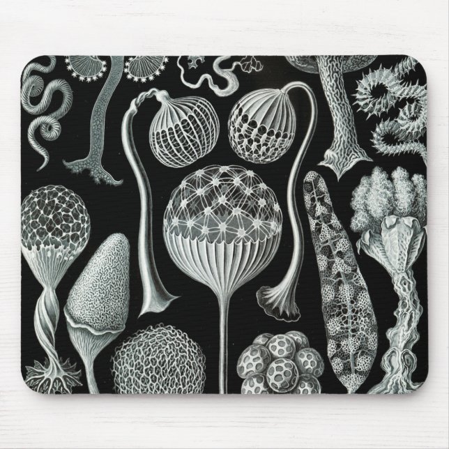 Ernst Haeckel Naturalista Musmatta (Framsidan)