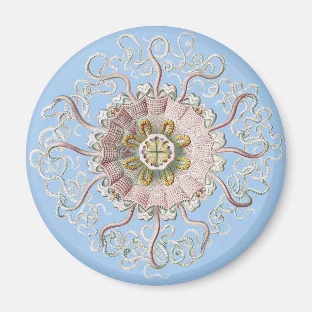 Ernst Haeckel Naustisk Rosa Maneter Medusa Magnet (Framsidan)