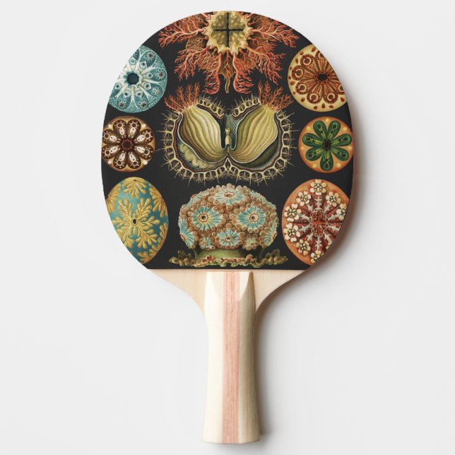 Ernst Haeckel Nautiskt Havsliv Konstcollage Pingisracket (Framsidan)