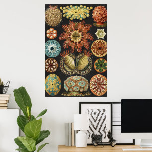 Ernst Haeckel Nautiskt Havsliv Konstcollage Poster