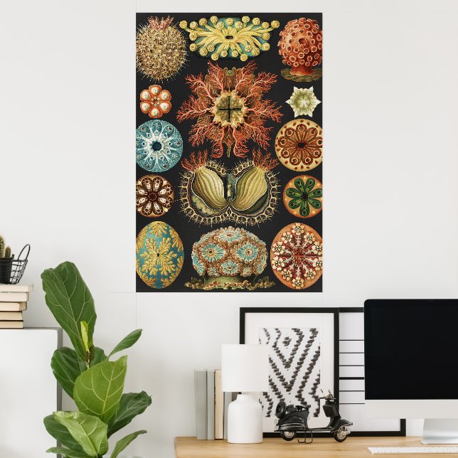 Ernst Haeckel Nautiskt Havsliv Konstcollage Poster (Hemmakontoret)