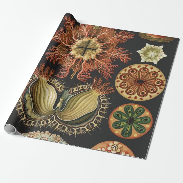 Ernst Haeckel Nautiskt Havsliv Konstcollage Presentpapper (Utrullad)