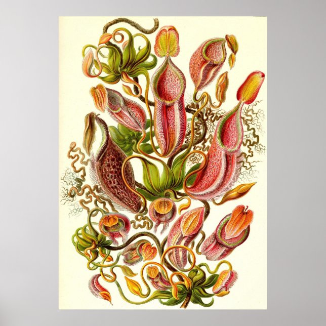 Ernst Haeckel - Nepenthaceae Poster (Framsidan)
