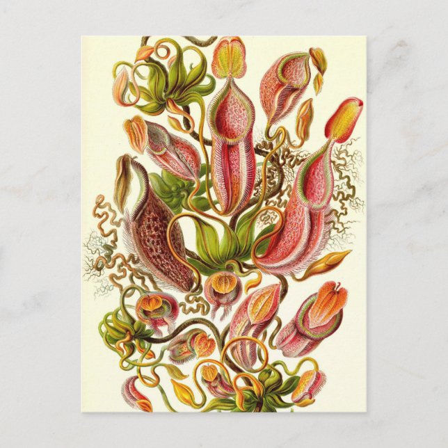 Ernst Haeckel - Nepenthaceae Vykort (Framsida)