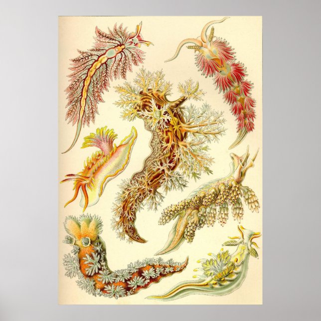 Ernst Haeckel - Nudibranchia Poster (Framsidan)