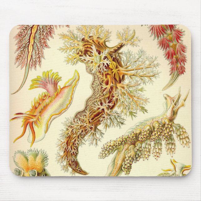 Ernst Haeckel - Nudibranchia specificerar musen Musmatta (Framsidan)