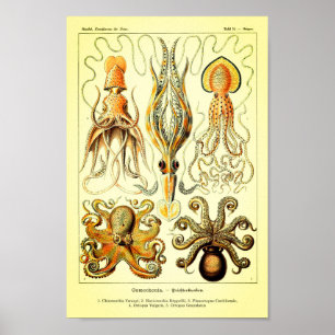 Ernst Haeckel Octopus Poster