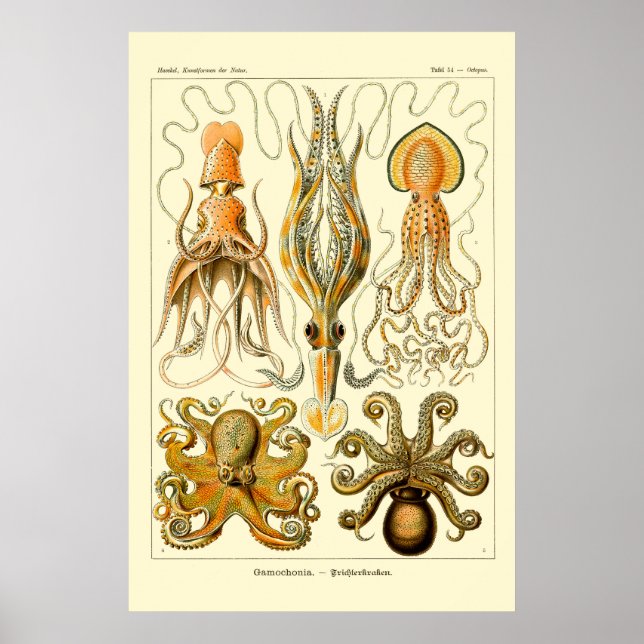 Ernst Haeckel Octopus Poster (Framsidan)