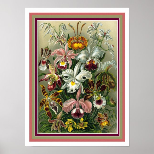 Ernst Haeckel "Orchida" Botaniskt tryck 12 x 16 (Framsidan)