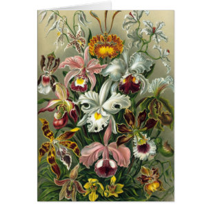 Ernst Haeckel - Orchidae Hälsningskort