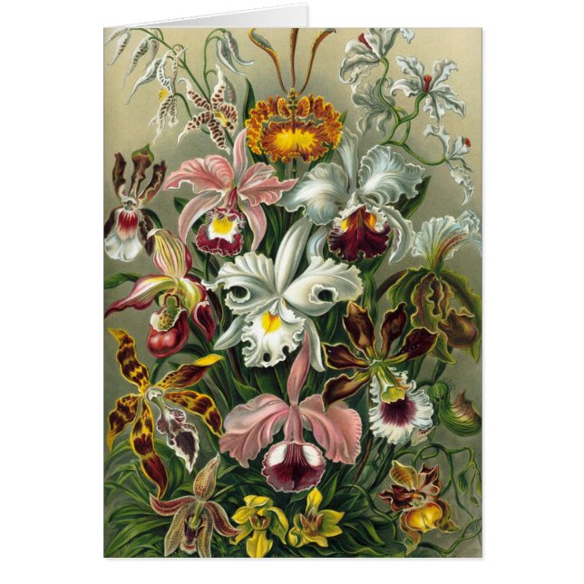 Ernst Haeckel - Orchidae Hälsningskort (Framsidan)