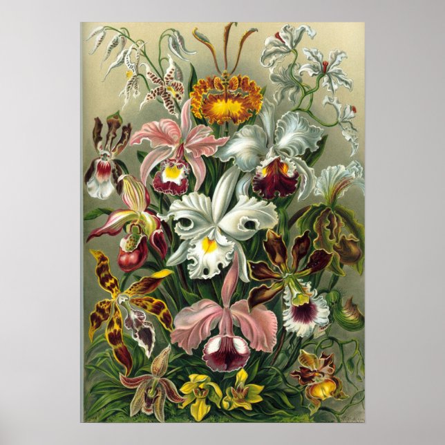 Ernst Haeckel - Orchidae Poster (Framsidan)