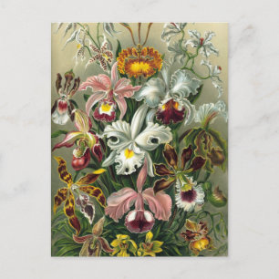 Ernst Haeckel - Orchidae Vykort