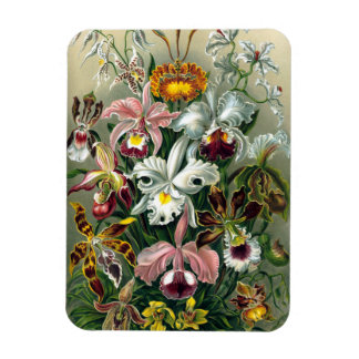 Ernst Haeckel Orchidé Magnet