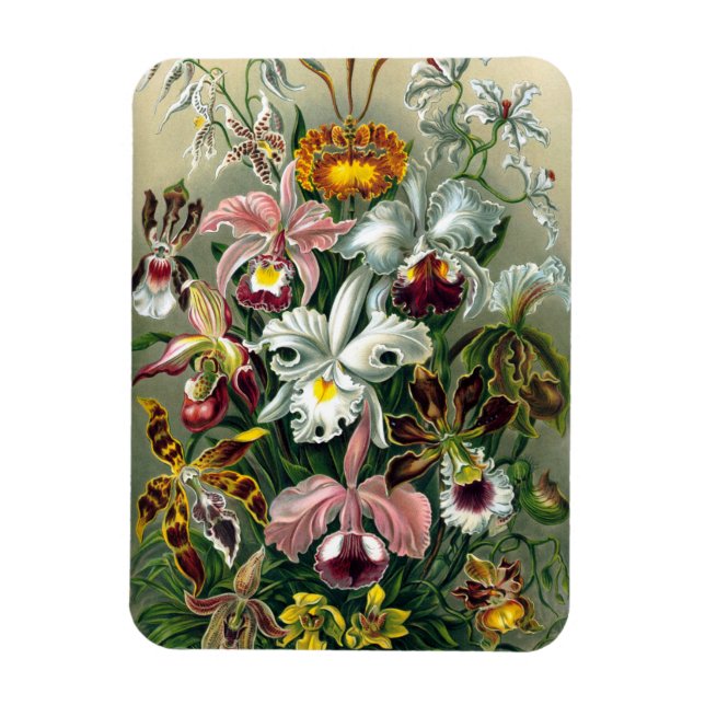 Ernst Haeckel Orchidé Magnet (Vertikal)