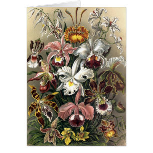 Ernst Haeckel - Orchideae Hälsningskort