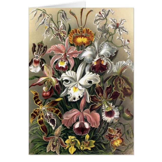 Ernst Haeckel - Orchideae Hälsningskort (Framsidan)