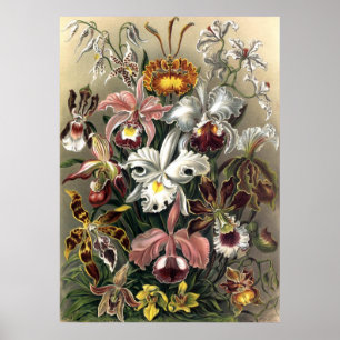 Ernst Haeckel - Orchideae Poster