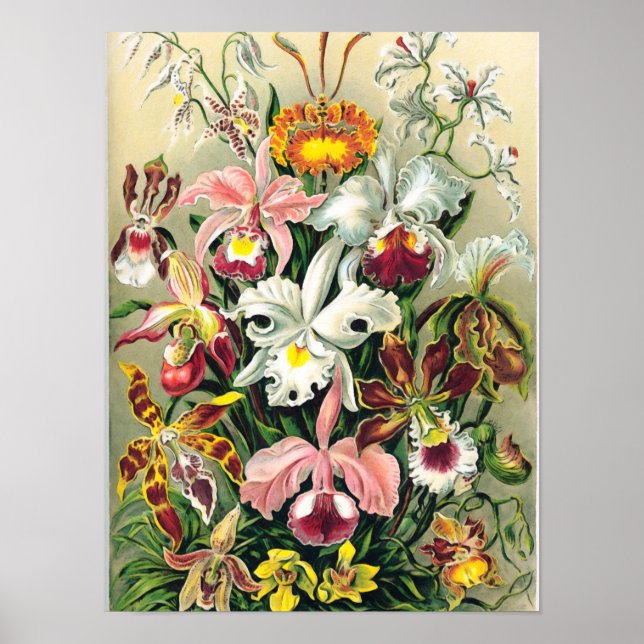 Ernst Haeckel - Orchids Poster (Framsidan)