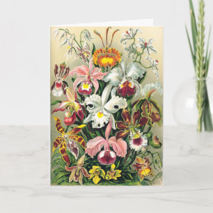 Ernst Haeckel - Orchids Tack Kort