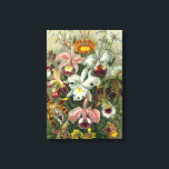 Ernst Haeckel Orchids, Vintage Rainforest Flowers Canvastryck<br><div class="desc">Vintage illustrerar blommigtens botaniska utformning av Ernst Haeckel. En bukett av vackra tropiska orkidéblommor från regnskogarna. Bland de exotiska växter som finns finns Cymbidiums,  Oncidiums,  Odontolossumés,  Cattleyas.</div>