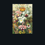 Ernst Haeckel Orchids, Vintage Rainforest Flowers Canvastryck<br><div class="desc">Vintage illustrerar blommigtens botaniska utformning av Ernst Haeckel. En bukett av vackra tropiska orkidéblommor från regnskogarna. Bland de exotiska växter som finns finns Cymbidiums,  Oncidiums,  Odontolossumés,  Cattleyas.</div>
