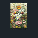 Ernst Haeckel Orchids, Vintage Rainforest Flowers Canvastryck<br><div class="desc">Vintage illustrerar blommigtens botaniska utformning av Ernst Haeckel. En bukett av vackra tropiska orkidéblommor från regnskogarna. Bland de exotiska växter som finns finns Cymbidiums,  Oncidiums,  Odontolossumés,  Cattleyas.</div>