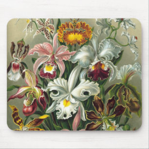 Ernst Haeckel Orkidéer, Antika Regnskogsblommor Musmatta