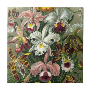 Ernst Haeckel Orkidéer, Vintage Regnskogsblommor Kakelplatta