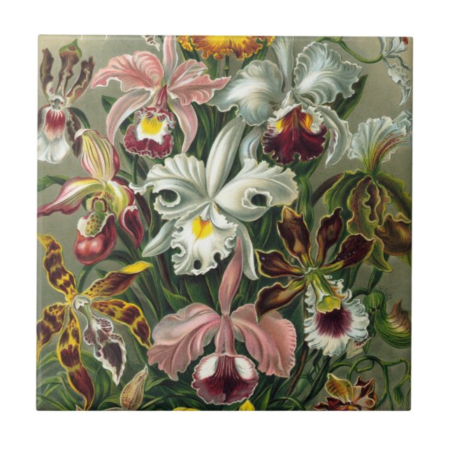 Ernst Haeckel Orkidéer, Vintage Regnskogsblommor Kakelplatta (Framsidan)
