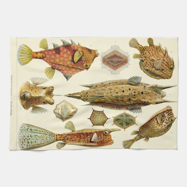 Ernst Haeckel Ostraciontes boxfishcowfish Kökshandduk (Horisontell)