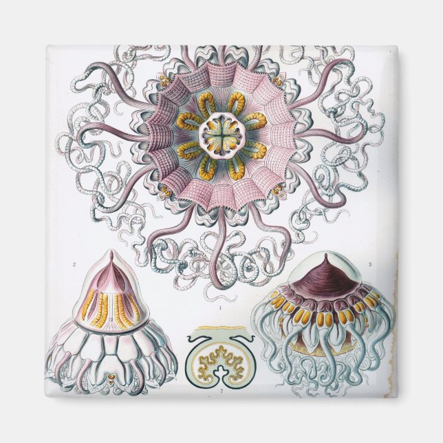 Ernst Haeckel Peromedusae Jellyfish Magnet (Framsidan)