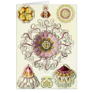 Ernst Haeckel - Peromedusae kort