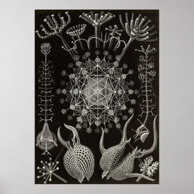 Ernst Haeckel - Phaeodaria2 Poster (Framsidan)