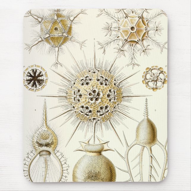 Ernst Haeckel Phaeodaria Musmatta (Framsidan)