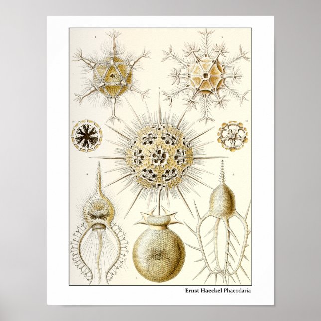 Ernst Haeckel Phaeodaria Poster (Framsidan)