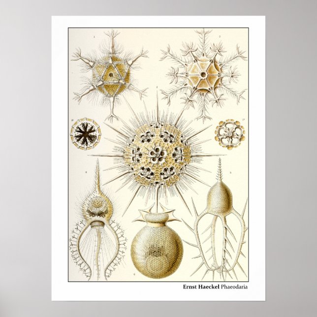 Ernst Haeckel Phaeodaria Poster (Framsidan)